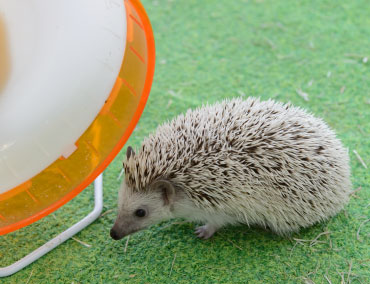 ハリネズミ