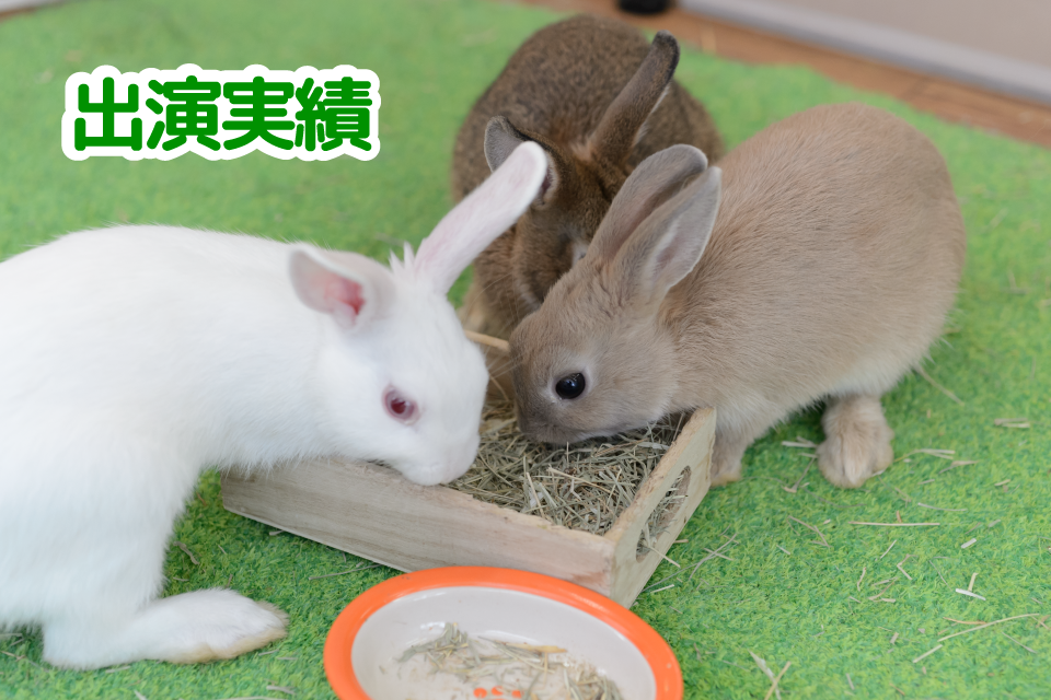 TIJOPZOO出演実績