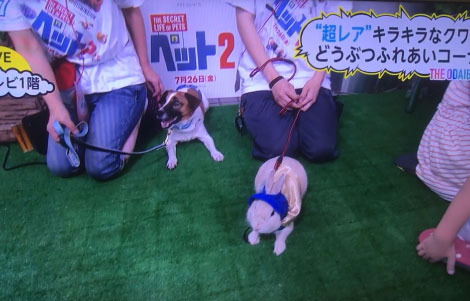 フジテレビ「THE ODAIBA 2019」