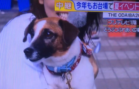 フジテレビ「直撃LIVE グッディ！」
