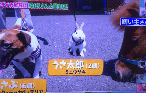 テレビ東京「どうぶつピース」