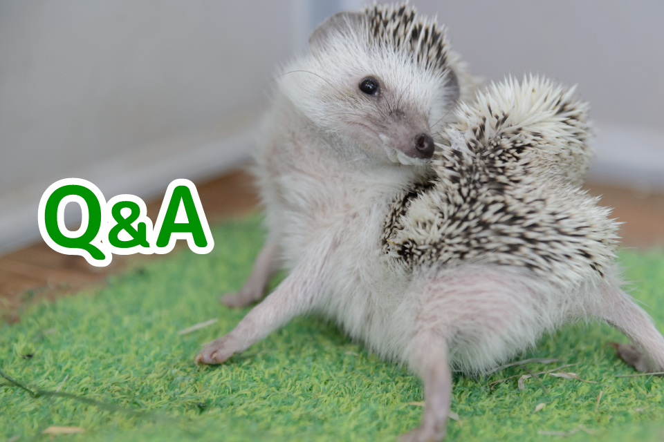 TIJOPZOO Q&A